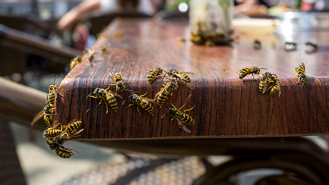 Stay safe from wildlife (and insects) big and small